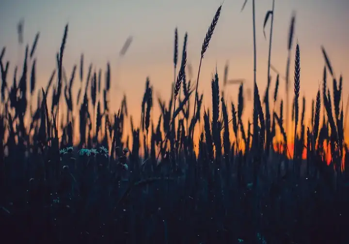 Golden wheat fields surrounding Peterborough at harvest time
